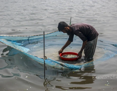 জাটকা না ধরলে খামু কী?