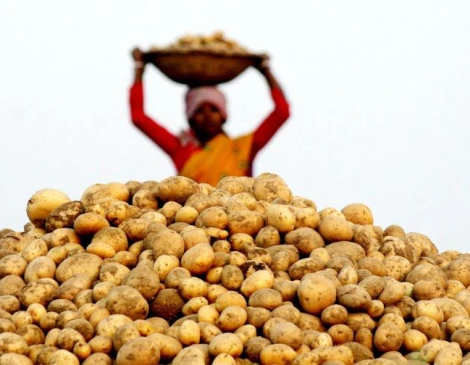 Potato Farmers Face Hardship as Prices Drop Below Production Costs