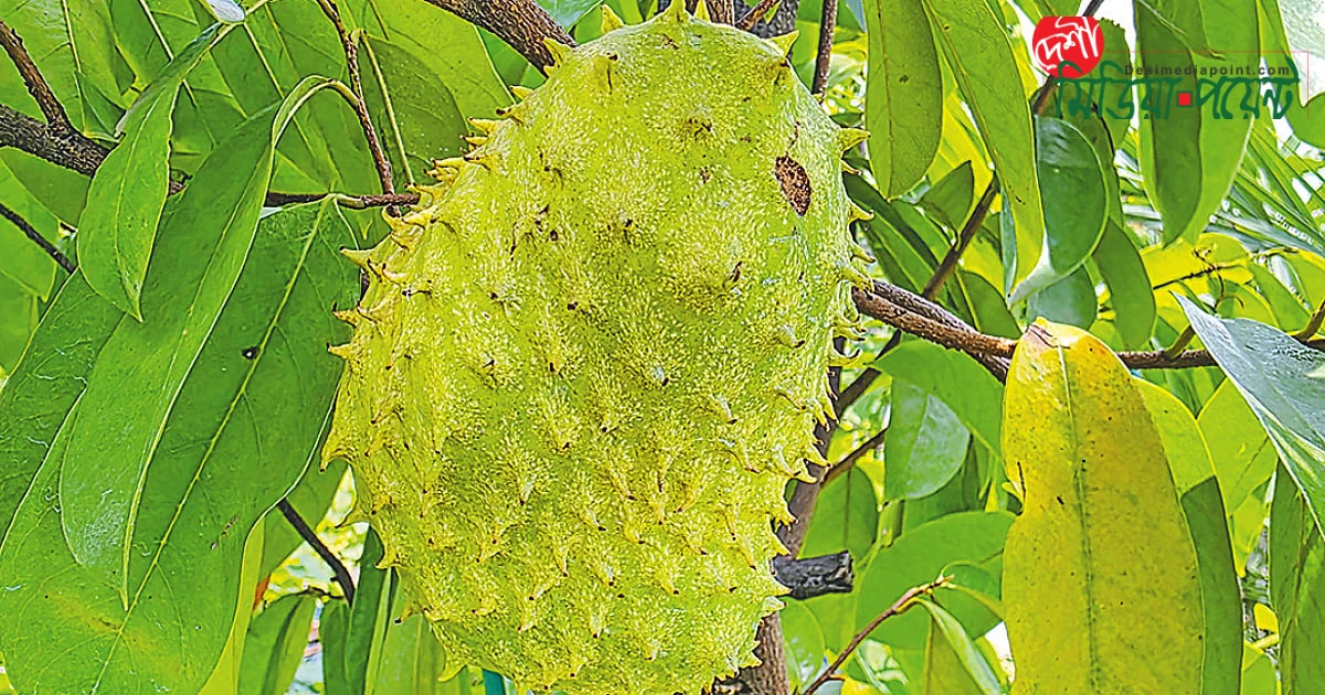একটি ফলে তিন ফলের সুবাস: টক আতার অনবদ্য অনুসন্ধান